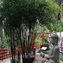 Phyllostachys nigra